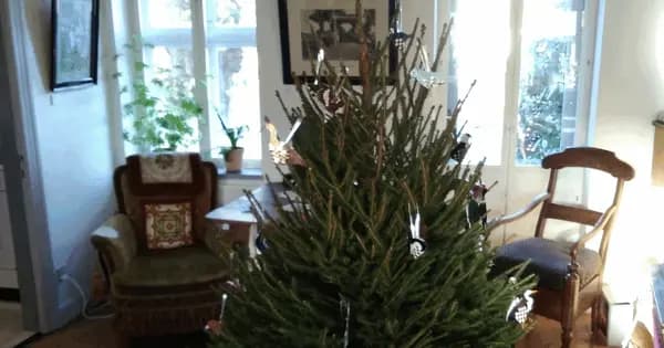 Julestue på Blicheregnen