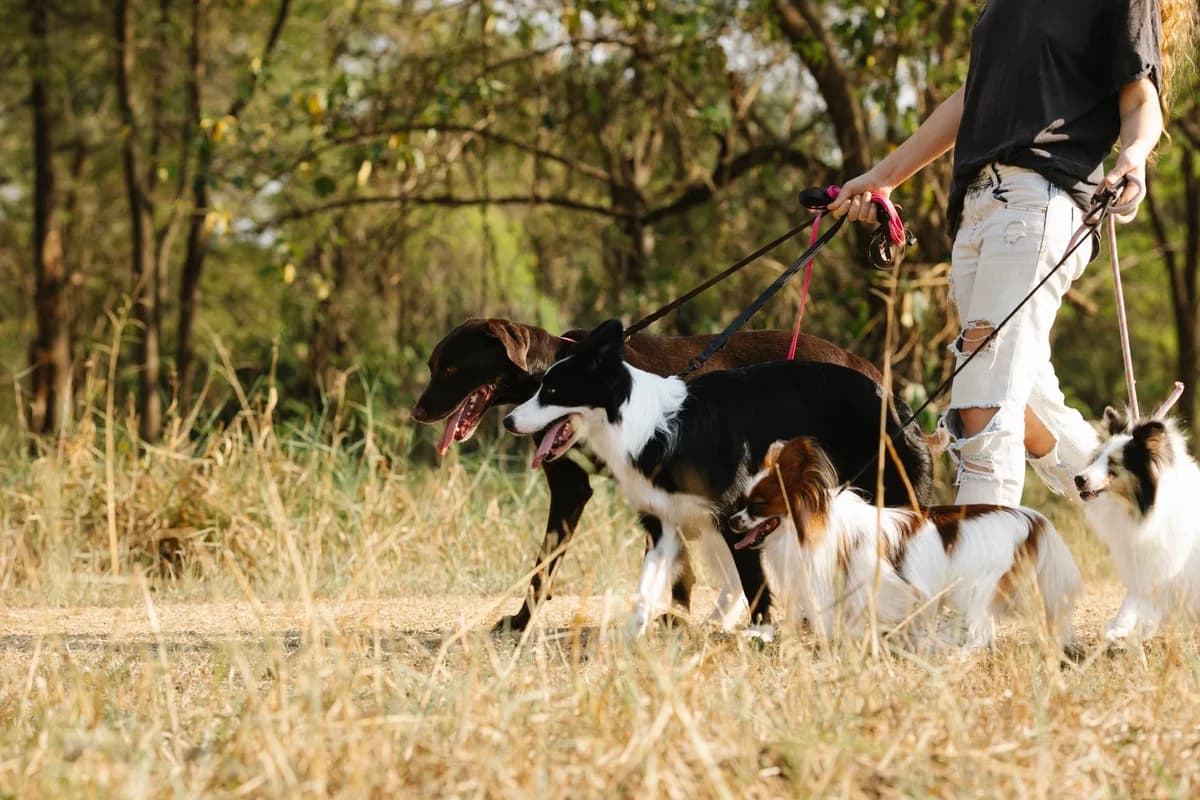 Person walking four dogs on leashes along a wooded path